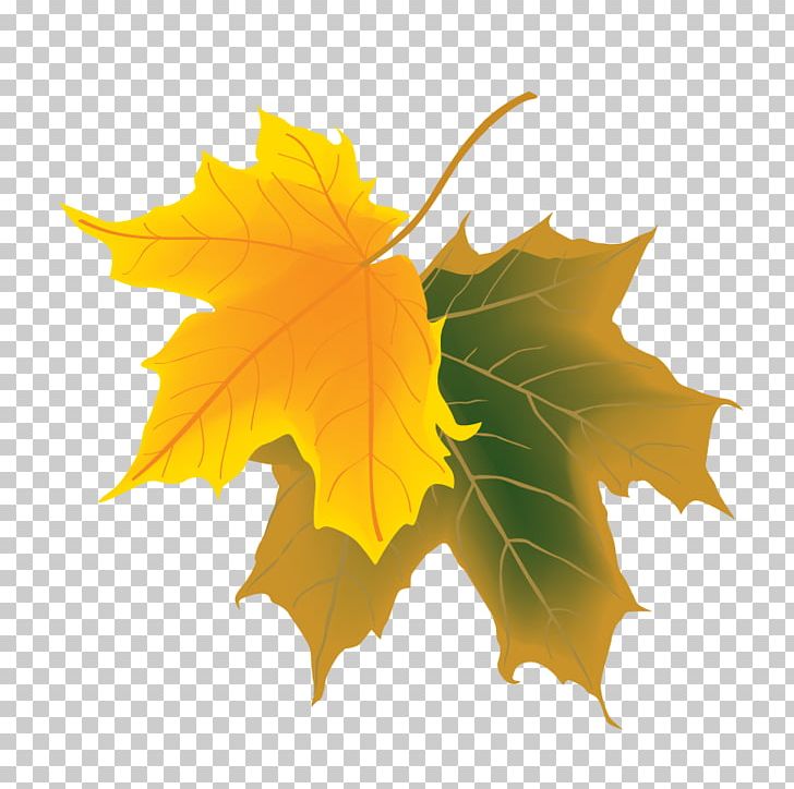 Deciduous Autumn Maple Leaf PNG, Clipart, Art, Background Green, Cartoon, Color, Deciduous Free PNG Download