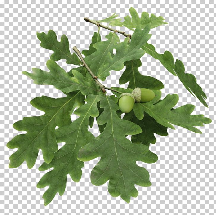 English Oak Abies Amabilis Tree Branch Twig PNG, Clipart, Abies Amabilis, Branch, Christmas Tree, English Oak, Evergreen Free PNG Download