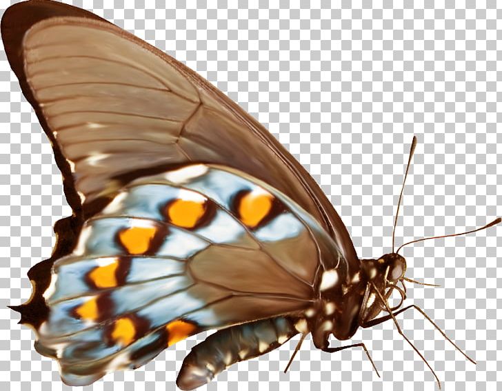 Monarch Butterfly Gossamer-winged Butterflies Moth Insect PNG, Clipart, Arthropod, Bir, Blog, Brush Footed Butterfly, Butterflies And Moths Free PNG Download