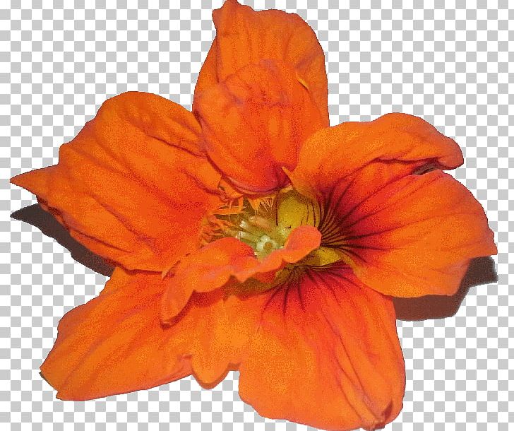 Petal Cut Flowers PNG, Clipart, Cut Flowers, Daylily, Flower, Flowering Plant, Forte Free PNG Download
