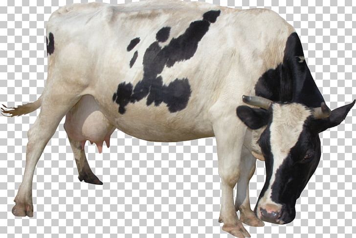 Taurine Cattle Milk Lossless Compression PNG, Clipart, Animals, Calf, Cattle, Cattle Like Mammal, Cow Goat Family Free PNG Download