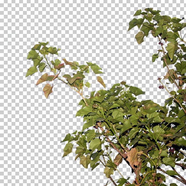 Twig Tree Computer File PNG, Clipart, Branch, Computer File, Deviantart, Download, Houseplant Free PNG Download