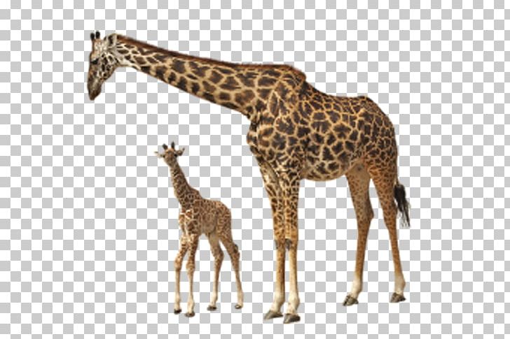 Rothschilds Giraffe Felidae PNG, Clipart, Animals, Brown, Display Resolution, Encapsulated Postscript, Families Free PNG Download