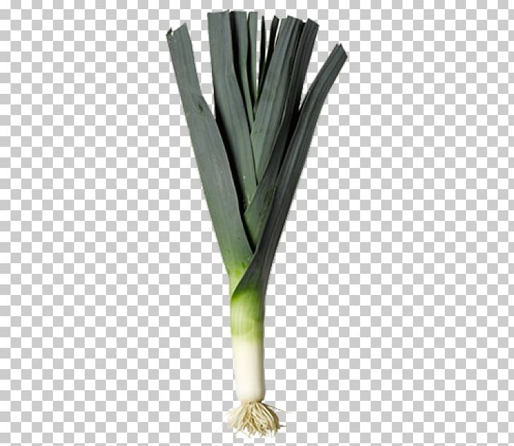 Allium Fistulosum Leek Welsh Cuisine Wales Organic Food PNG, Clipart,  Free PNG Download