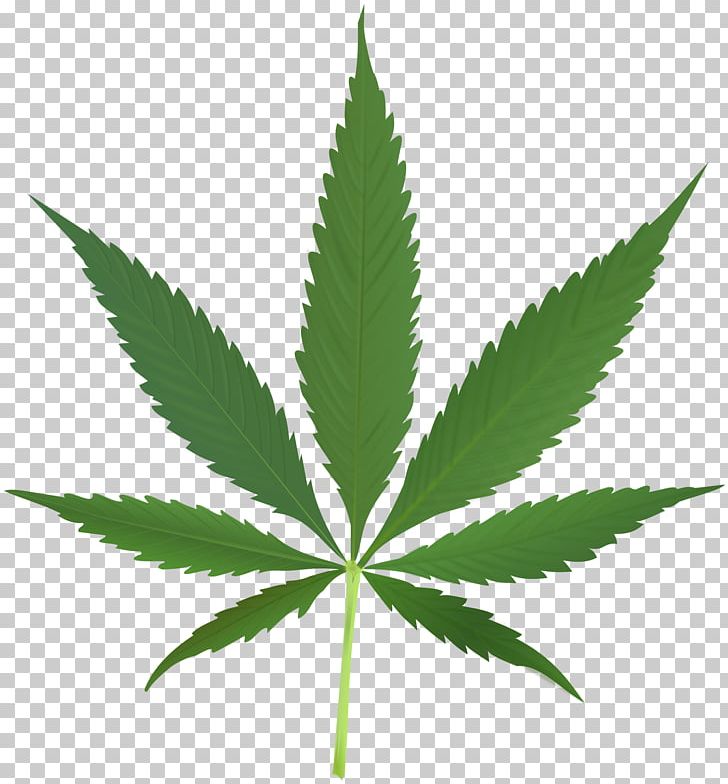 Cannabis Sativa Marijuana Medical Cannabis Hemp PNG, Clipart, Bong, Cannabidiol, Cannabinoid, Cannabinol, Cannabis Free PNG Download