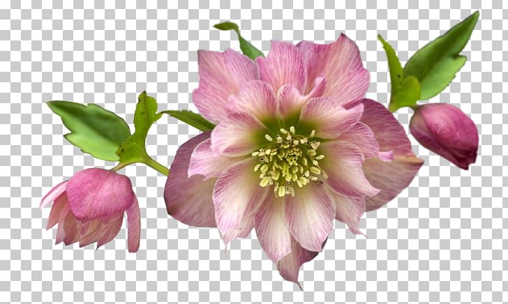 Cut Flowers Petal PNG, Clipart, Annual Plant, Blog, Cut Flowers, Deco, Download Free PNG Download