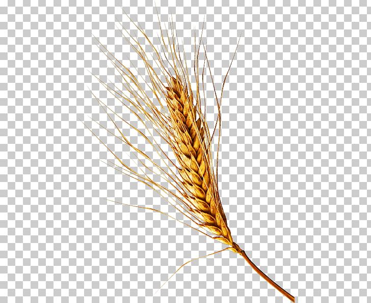 Emmer Einkorn Wheat Cereal Germ Rye PNG, Clipart, Barleys, Cereal, Cereal Germ, Closeup, Commodity Free PNG Download