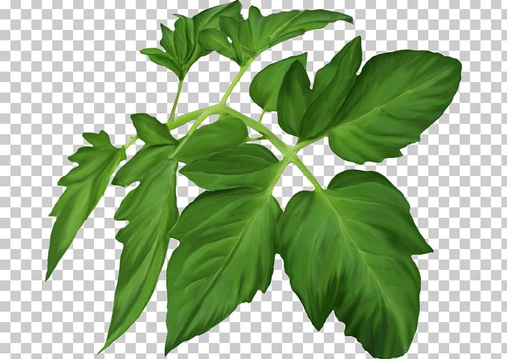 Herbaceous Plant Leaf PNG, Clipart, Herb, Herbaceous Plant, Herbalism, Leaf, Plant Free PNG Download