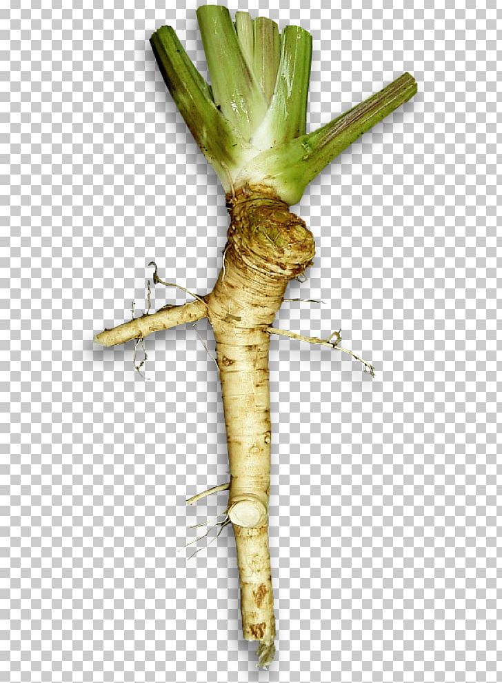 Horseradish Japanese Cuisine Wasabi Spice Herb PNG, Clipart, Allspice, Armoracia, Cabbage Family, Caraway, Flavor Free PNG Download