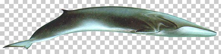 Tucuxi Porpoise Fin Whale Cetaceans Humpback Whale PNG, Clipart, Animal, Animal Figure, Antarctic Minke Whale, Baleen, Baleen Whale Free PNG Download