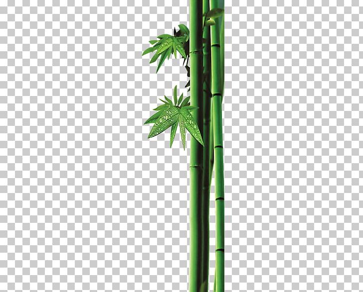 Bamboo Bambusa Oldhamii Leaf PNG, Clipart, Angle, Background Green, Bamboo, Bamboo Leaves, Bambusa Oldhamii Free PNG Download