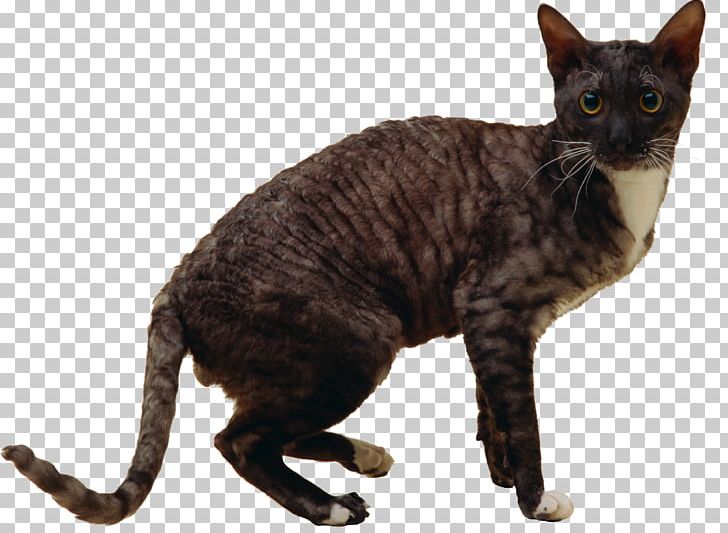 California Spangled German Rex Devon Rex American Wirehair Havana Brown PNG, Clipart, Animals, Asian, California Spangled, Carnivoran, Cat Free PNG Download