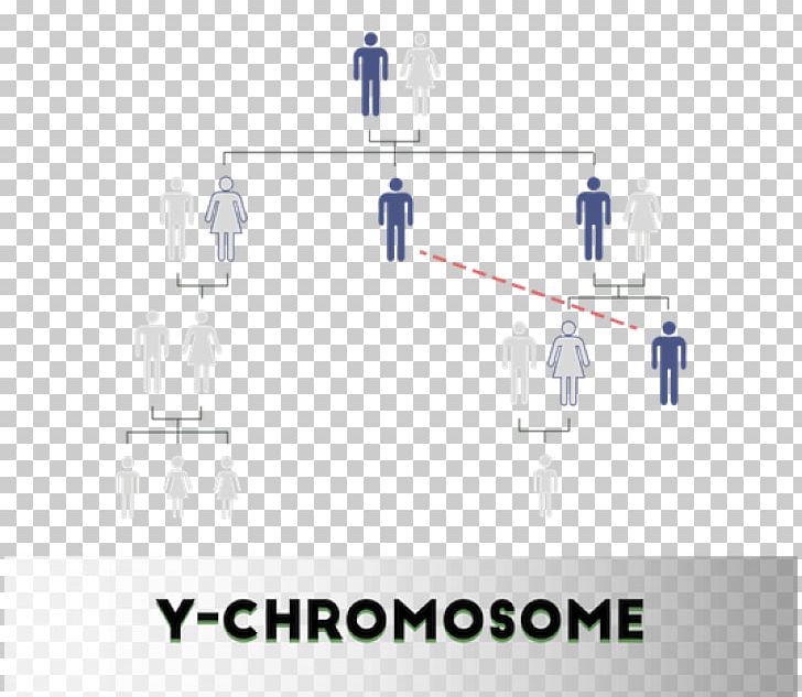 DNA Paternity Testing Y Chromosome DNA Profiling Non-Invasive Prenatal Testing PNG, Clipart, Angle, Assay, Brand, Chromosome, Diagram Free PNG Download