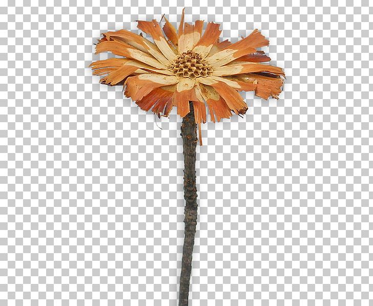 Sugarbushes Transvaal Daisy Protea Repens Cut Flowers Protea Compacta PNG, Clipart, Artificial Flower, Color, Cut Flowers, Daisy, Daisy Family Free PNG Download