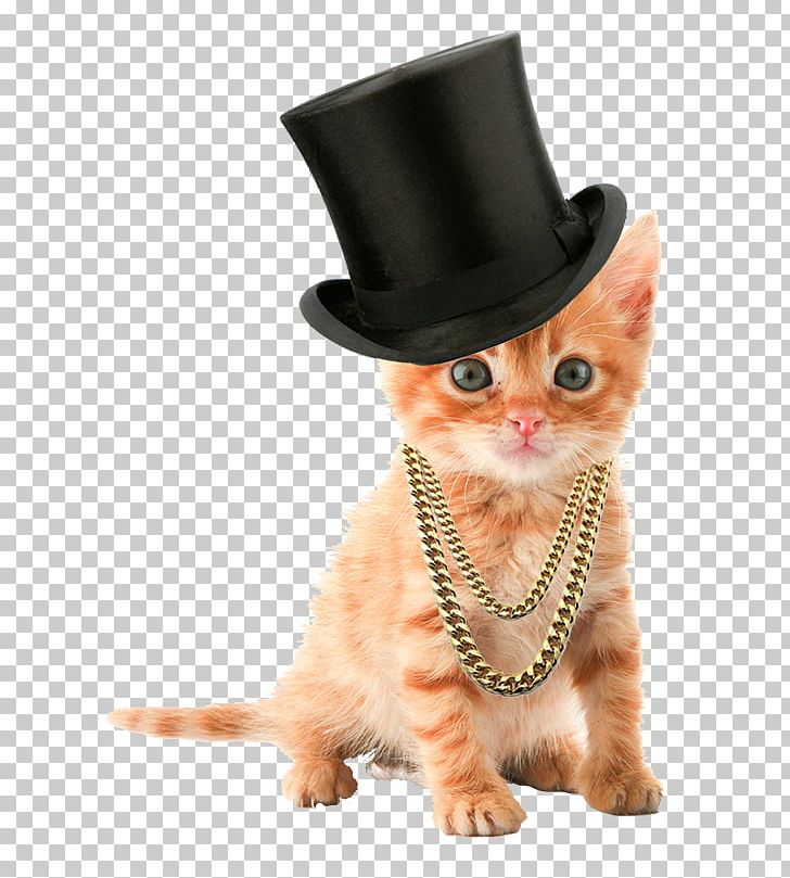 Kitten Tabby Cat Puppy PNG, Clipart, Carnivoran, Cat, Cat Like Mammal, Cuteness, Desktop Wallpaper Free PNG Download