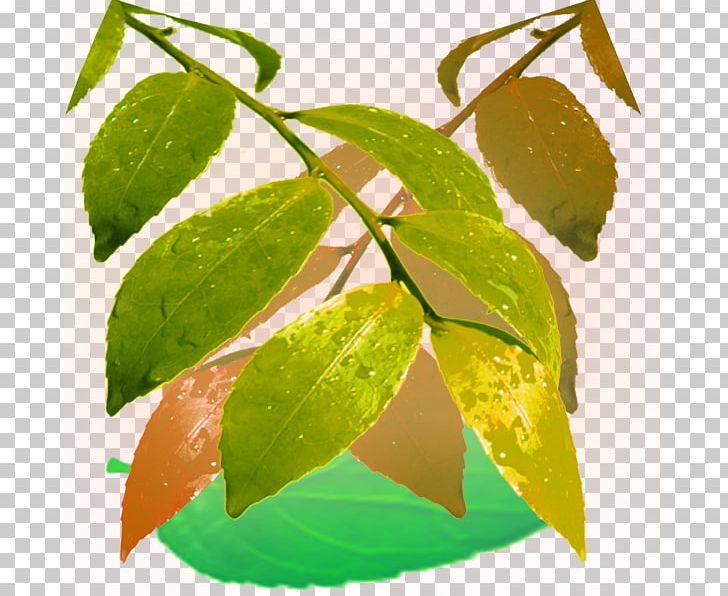 Leaf Drop Dew PNG, Clipart, Date Palm, Designer, Dew, Dewdrop, Download Free PNG Download