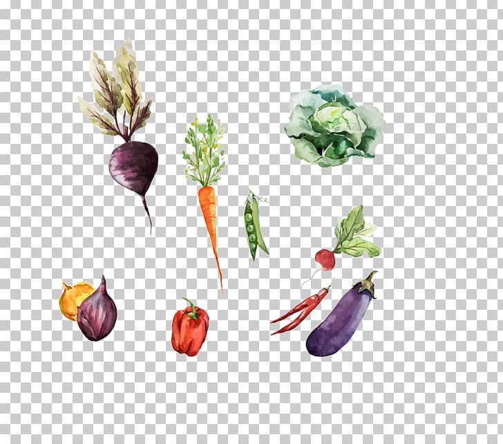 Root Vegetables Watercolor Painting Drawing Illustration PNG, Clipart, Cabbage, Carrot, Cuisine, Cutlery, Floral Design Free PNG Download