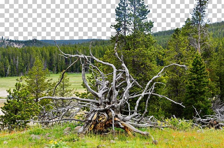 Yellowstone National Park Nature Reserve Tourist Attraction PNG, Clipart, Amusement Park, Attractions, Biome, Branch, Car Park Free PNG Download