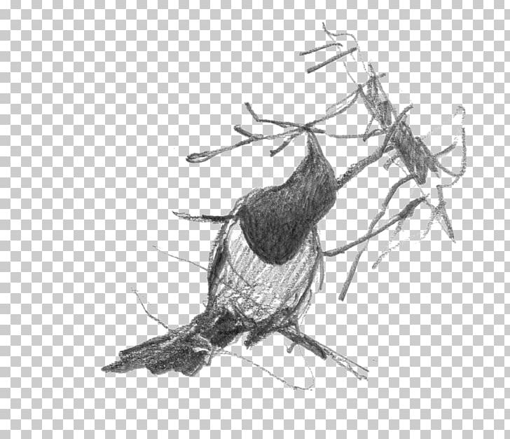 Beak Bird Of Prey Feather Nest PNG, Clipart, Artwork, Beak, Bird, Bird Of Prey, Black And White Free PNG Download