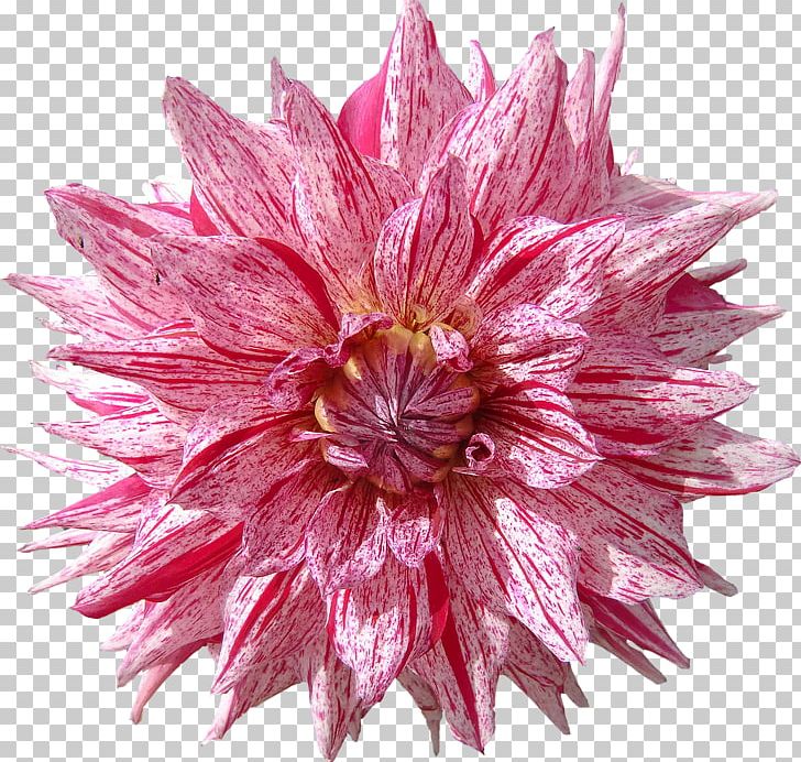 Dahlia Cut Flowers Petal PNG, Clipart, Annual Plant, Bud, Chrysanths, Computer Monitors, Cut Flowers Free PNG Download