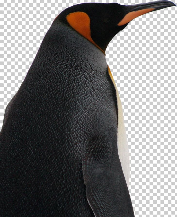 King Penguin Bird Species Parque Pingüino Rey PNG, Clipart,  Free PNG Download