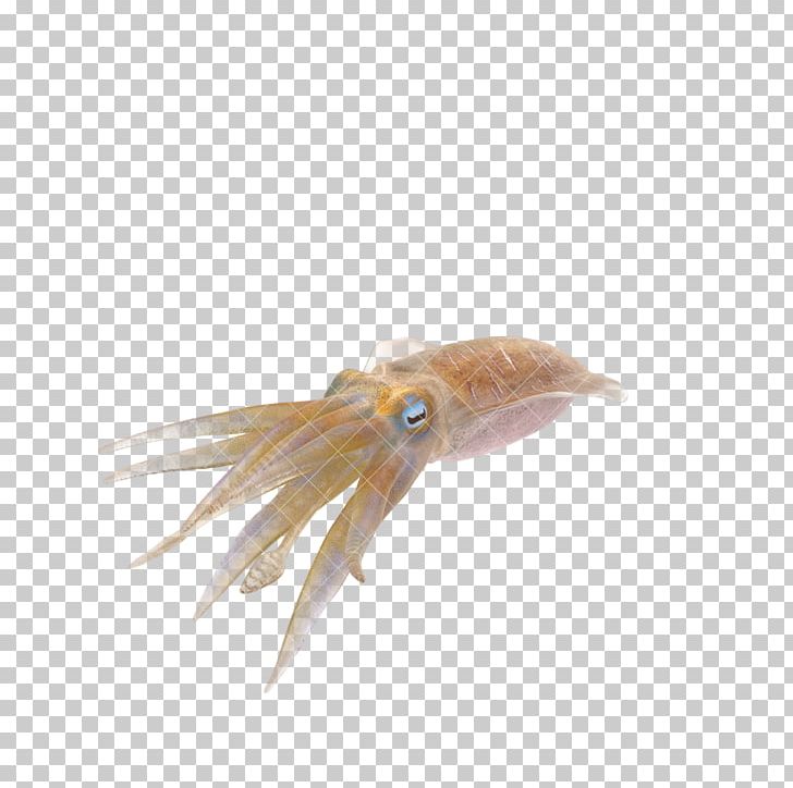 Squid PNG, Clipart, 3 D Model, 3d Computer Graphics, Angle, Animal, Animal Source Foods Free PNG Download
