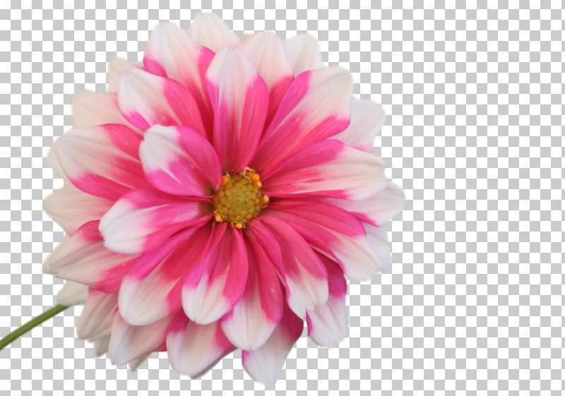 Dahlia Cut Flowers Transvaal Daisy Chrysanthemum Petal PNG, Clipart, Biology, Chrysanthemum, Cut Flowers, Dahlia, Flower Free PNG Download