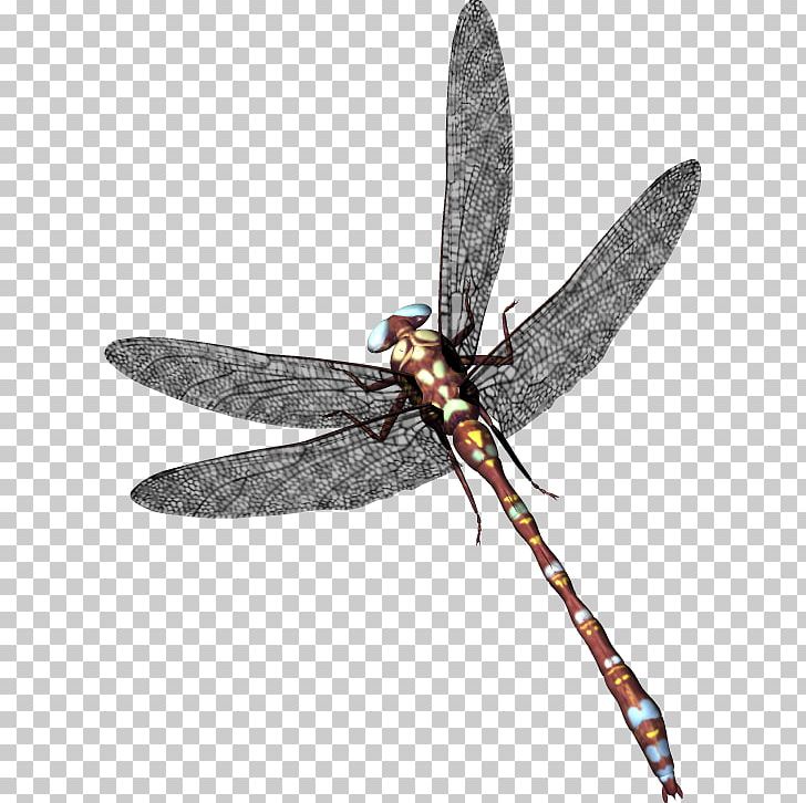 Dragonfly PNG, Clipart, Dragonfly Free PNG Download