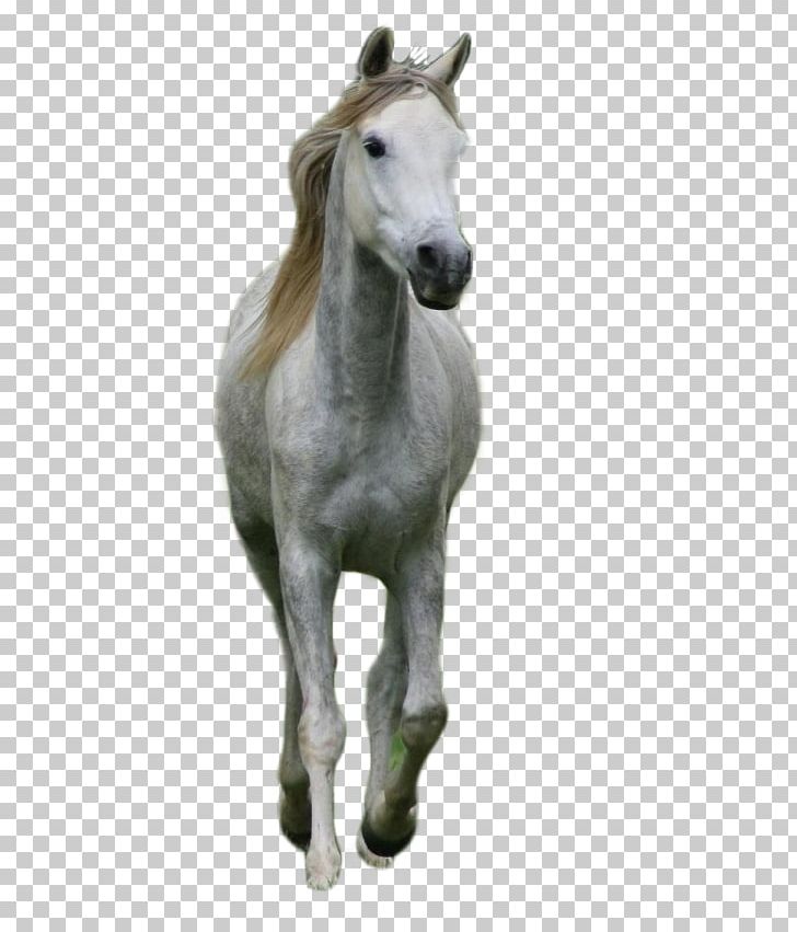Foal Stallion Mustang Colt Pony PNG, Clipart, Bear, Cat, Colt, Dog, Elephant Free PNG Download