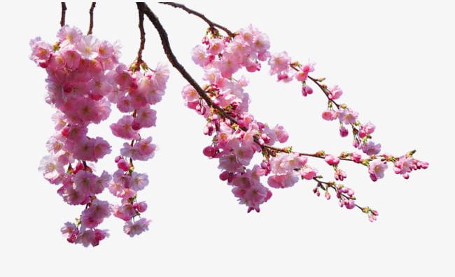 Pink Cherry Blossom Branches PNG, Clipart, Blossom Clipart, Blossoms, Branches, Branches Clipart, Cherry Free PNG Download