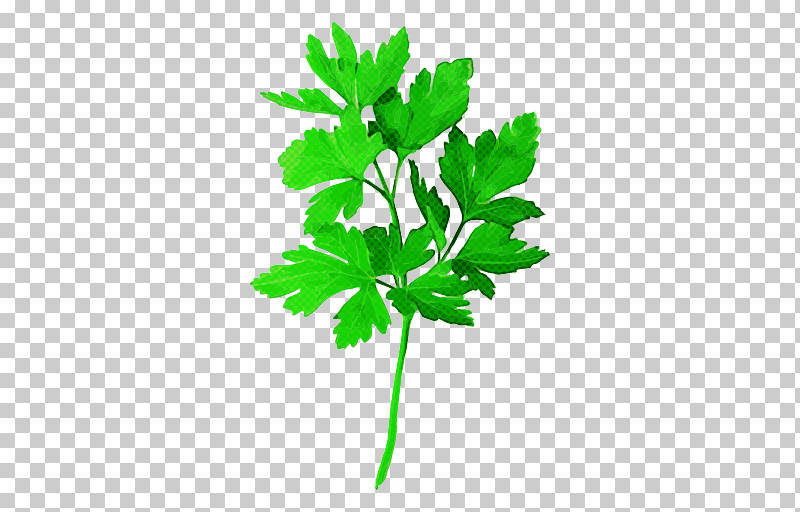 Parsley PNG, Clipart, Chervil, Culantro, Flower, Herb, Herbal Free PNG Download