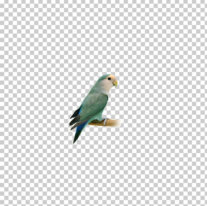 Lovebird Finch Macaw Parakeet Feather PNG, Clipart, Animals, Beak, Bird, Birds, Common Pet Parakeet Free PNG Download