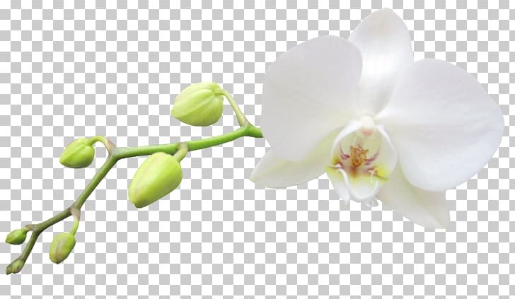 Moth Orchids White Haiku: An Anthology Of Japanese Poems PNG, Clipart, Anthology, Blossom, Branch, Clipart, Clip Art Free PNG Download