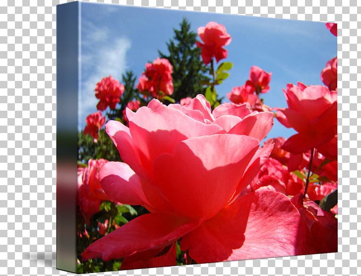Garden Roses Cabbage Rose Floribunda Cut Flowers PNG, Clipart, Annual Plant, Azalea, Cut Flowers, Flora, Floral Design Free PNG Download