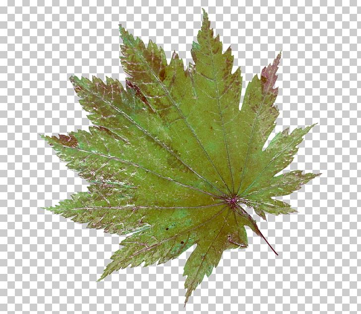 Maple Leaf Red Maple PNG, Clipart, Dal, Green, Leaf, Maple, Maple Leaf Free PNG Download