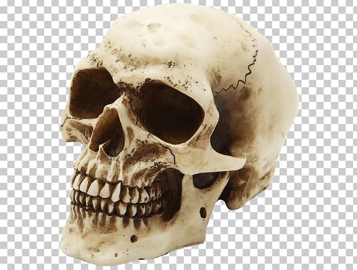 Skull Human Skeleton Human Head PNG, Clipart, Anatomy, Bone, Fantasy, Head, Head And Neck Anatomy Free PNG Download