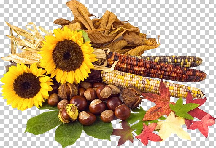 Conkers Autumn Leaf Color PNG, Clipart, Autumn, Autumn Leaf Color, Color, Conkers, Cut Flowers Free PNG Download