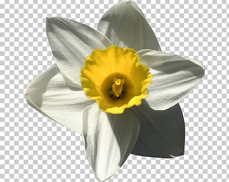 Daffodil Narcissus PNG, Clipart, Amaryllis Family, Daffodil, Echo And Narcissus, Flower, Flowering Plant Free PNG Download