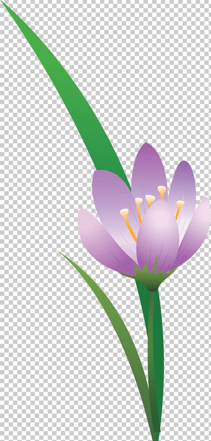 Flowering Plant Lilac Violet Purple Lavender PNG, Clipart, Computer Wallpaper, Crocus, Desktop Wallpaper, Flora, Flower Free PNG Download