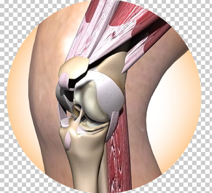 Joint Shoulder Walking Bone Muscle PNG, Clipart, Arm, Arthrology, Bicycle, Bone, Cartilage Free PNG Download