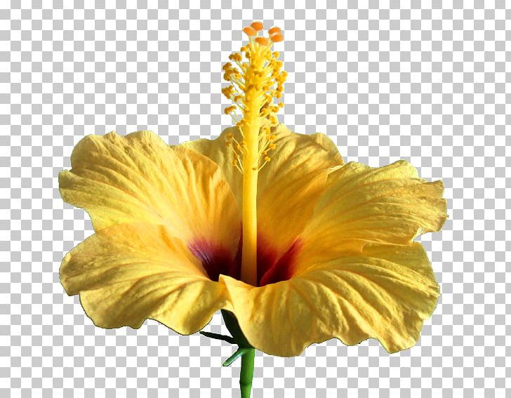 Shoeblackplant Flower Petal PNG, Clipart, Chinese Hibiscus, Common Hibiscus, Ebegumeci, Floral Design, Flower Free PNG Download