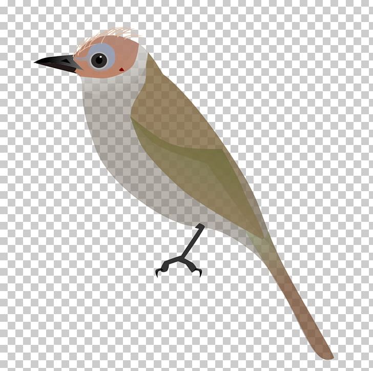 Songbird Bare-faced Bulbul Grey-headed Bulbul Common Nightingale PNG, Clipart, Animal, Animals, Bare, Barefaced Bulbul, Beak Free PNG Download