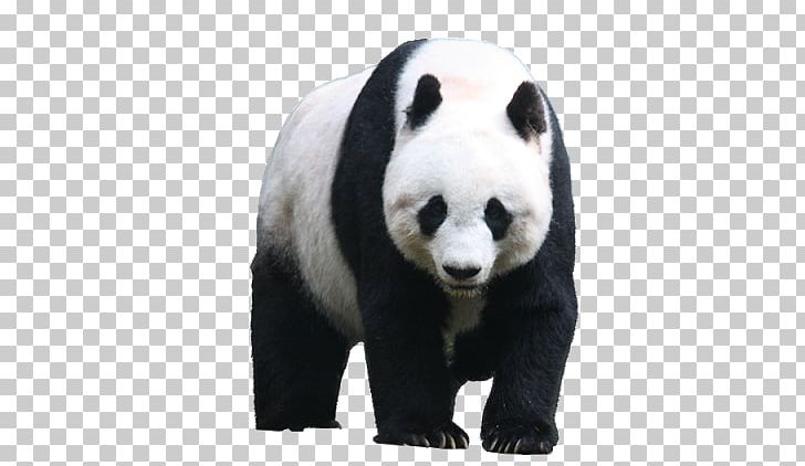 Giant Panda Red Panda Bear Portable Network Graphics PNG, Clipart, Animals, Bao Bao, Bear, Carnivoran, Computer Icons Free PNG Download
