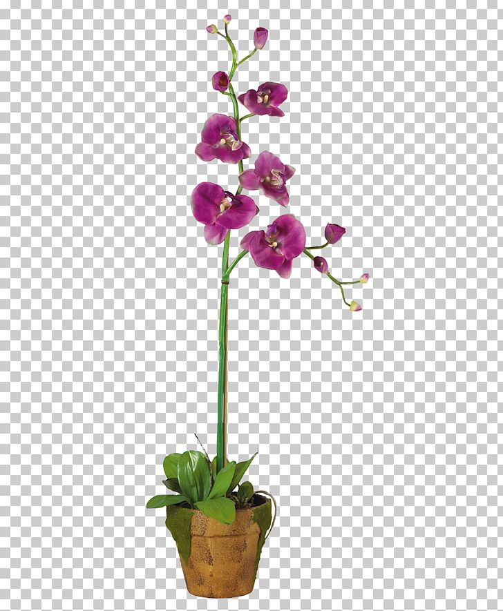 Moth Orchids Flowerpot Plant Dendrobium PNG, Clipart, Common Ivy, Crock, Dendrobium, Dracaena, Flora Free PNG Download
