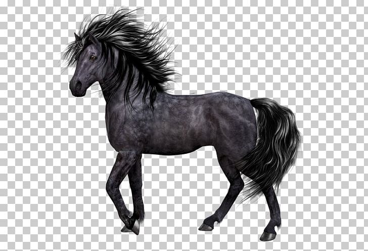 Pony Mane Mustang Stallion PNG, Clipart, Black And White, Bridle, Canvas, Download, Horse Free PNG Download