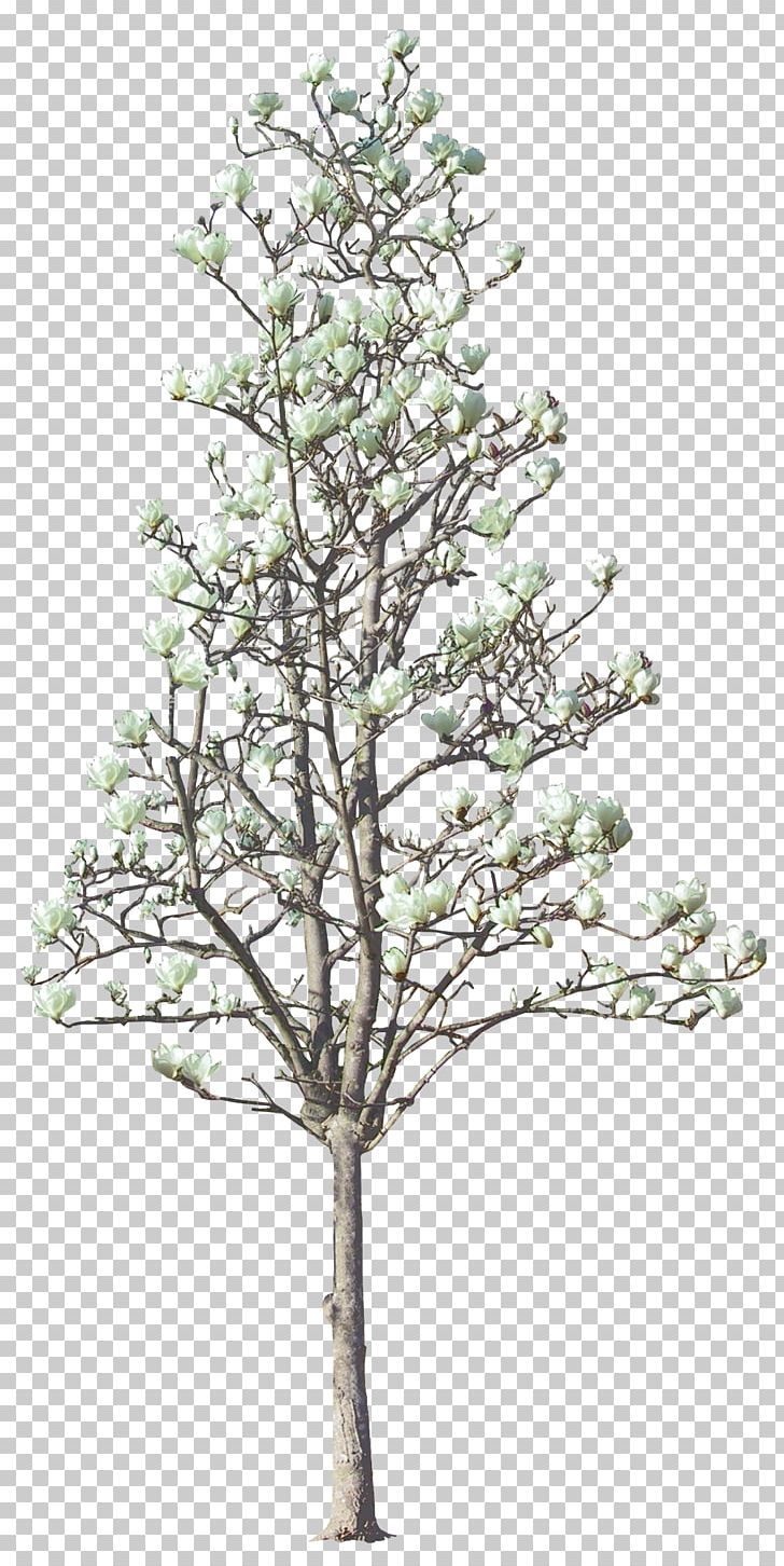 Tree Magnolia Euclidean PNG, Clipart, Big, Branch, Christmas Tree, Conifer, Elm Free PNG Download