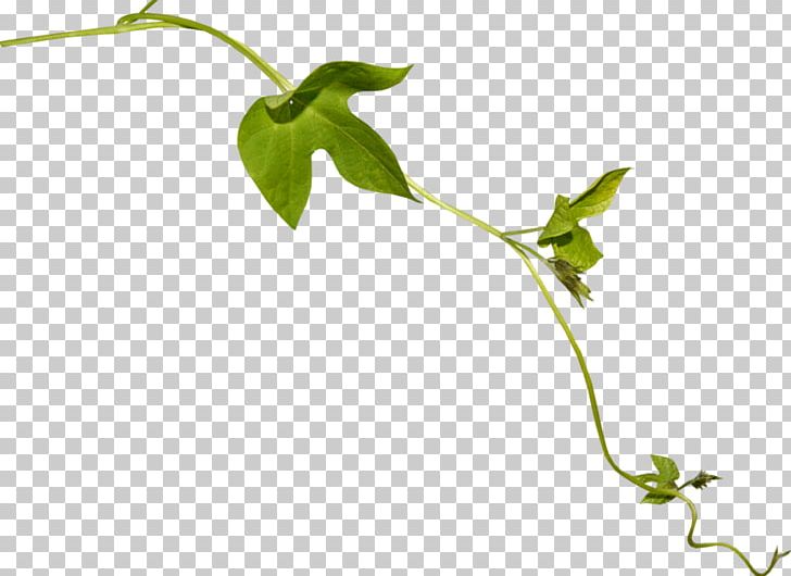 Twig Leaf Plant Stem Flower Vine PNG, Clipart,  Free PNG Download