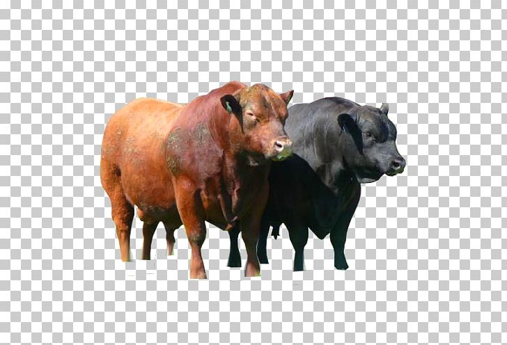Angus Cattle Bull Red Angus Calf Ox PNG, Clipart, Angus Cattle, Animals, Artificial Insemination, Bison, Breed Free PNG Download