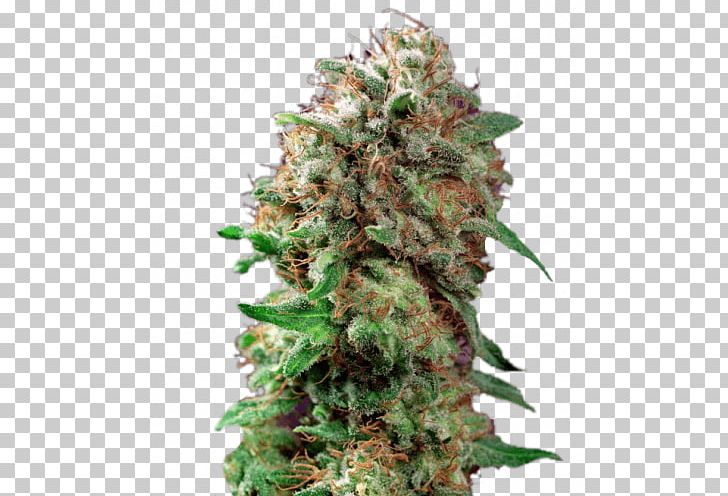 Barneys Farm Shop Kush Autoflowering Cannabis Seed PNG, Clipart, Autoflowering Cannabis, Barneys Farm Shop, Cannabis, Cannabis In British Columbia, Cannabis Sativa Free PNG Download