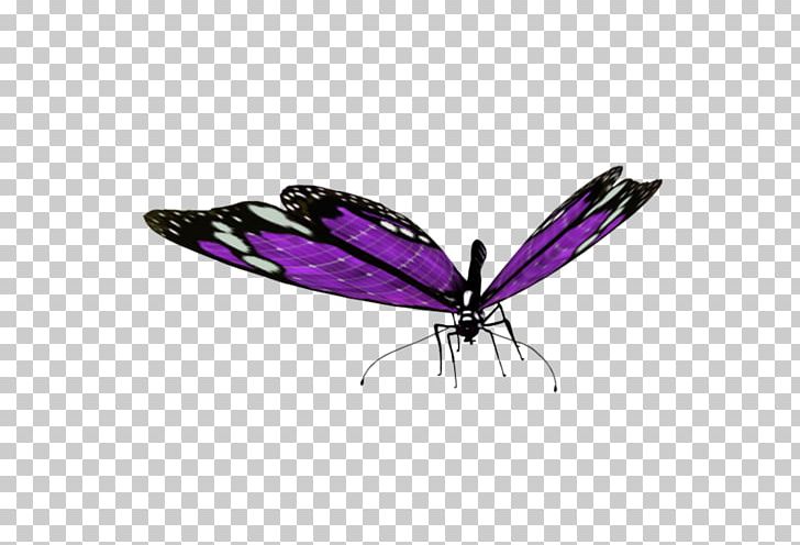 Butterfly PNG, Clipart, Arthropod, Butterflies And Moths, Butterfly, Display Resolution, Download Free PNG Download